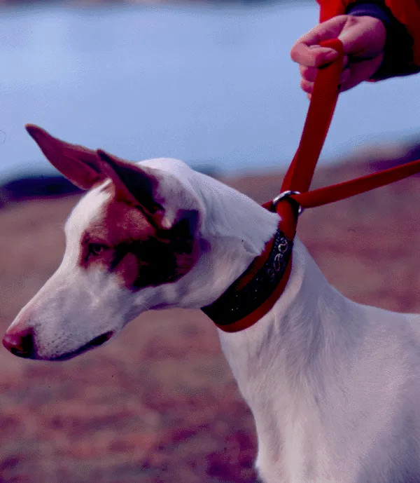 Lure Coursing Collar 2" Wide